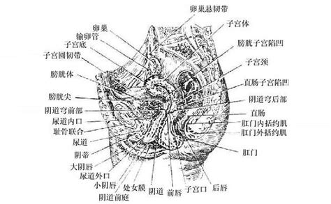 女人的生殖器|解剖学高清图谱 女性生殖系统